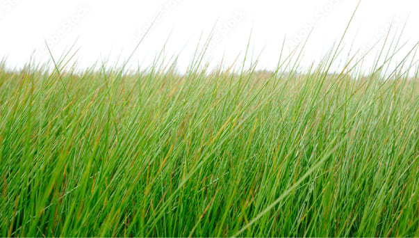 Ikehiko Japanese rush grass tatami mat Shiranui 2jo 182 x 182cm